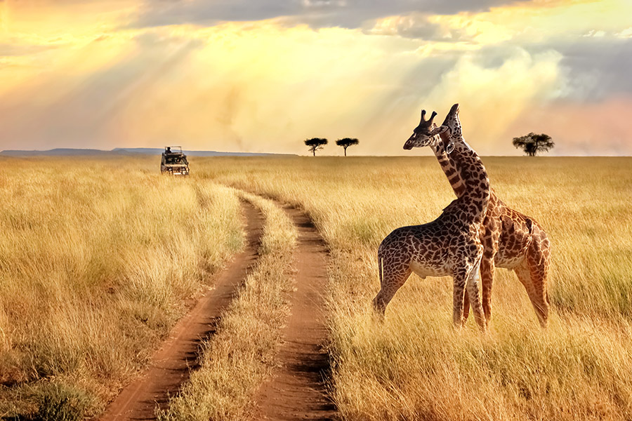 African Travel, Inc.’s 2020 Brochure Discovers the Magic of Africa
