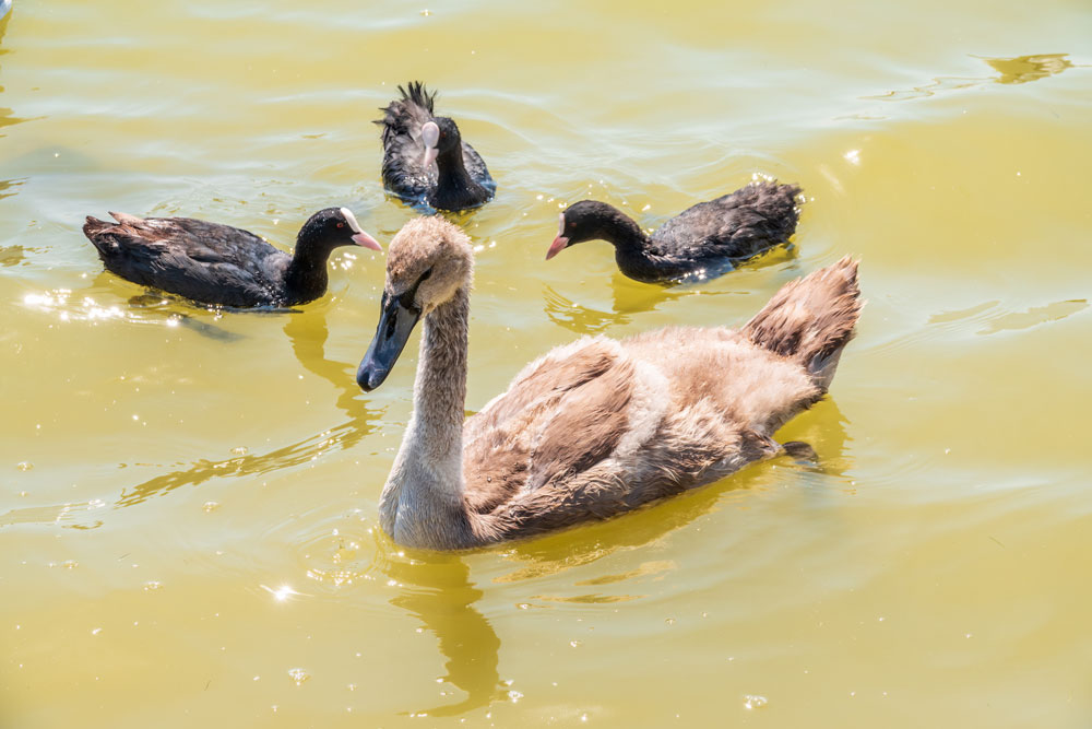 Ducklings-Swimming-in-NYC