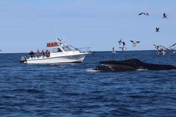 Summer-Fun-on-the-Water-Cape-Cod.