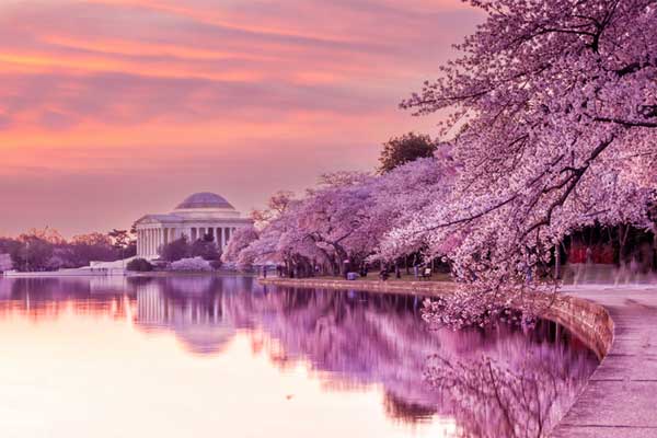 Best Places to See Cherry Blossoms in DC and Unique Ways to See Them