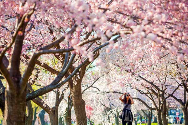 Best Places to See Cherry Blossoms in DC and Unique Ways to See Them